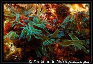 Seaweed of strange colors. by Ferdinando Meli 